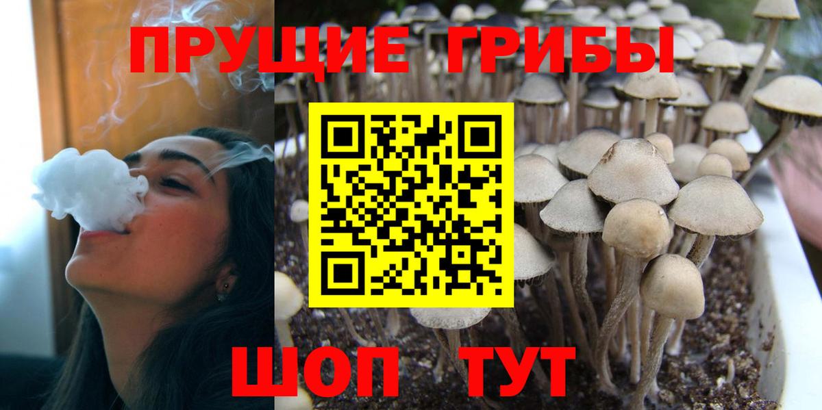 Галлюциногенные грибы Psilocybine cubensis Коммунар